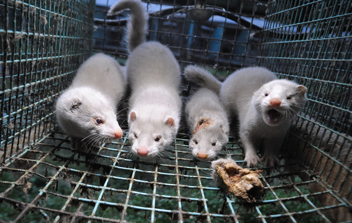 ReinekeEG4A's tweet photo. Today the 27th Dutch fur farm has been diagnosed #COVID19 

So far 1.134.211 animals have been killed

How many more wake up calls do we need? #endfactoryfarming

Dear @carolaschouten please close these farms for good, citizens don't want fur farming https://t.co/QRenDVD0Uq