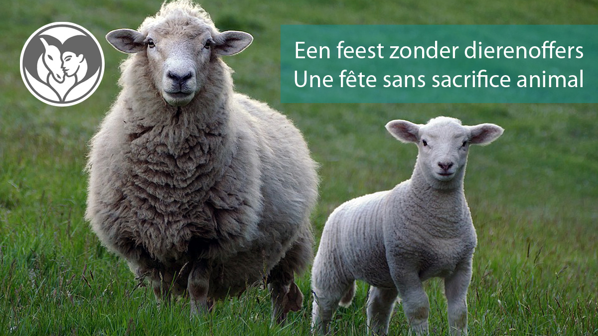 DierAnimal tweet media