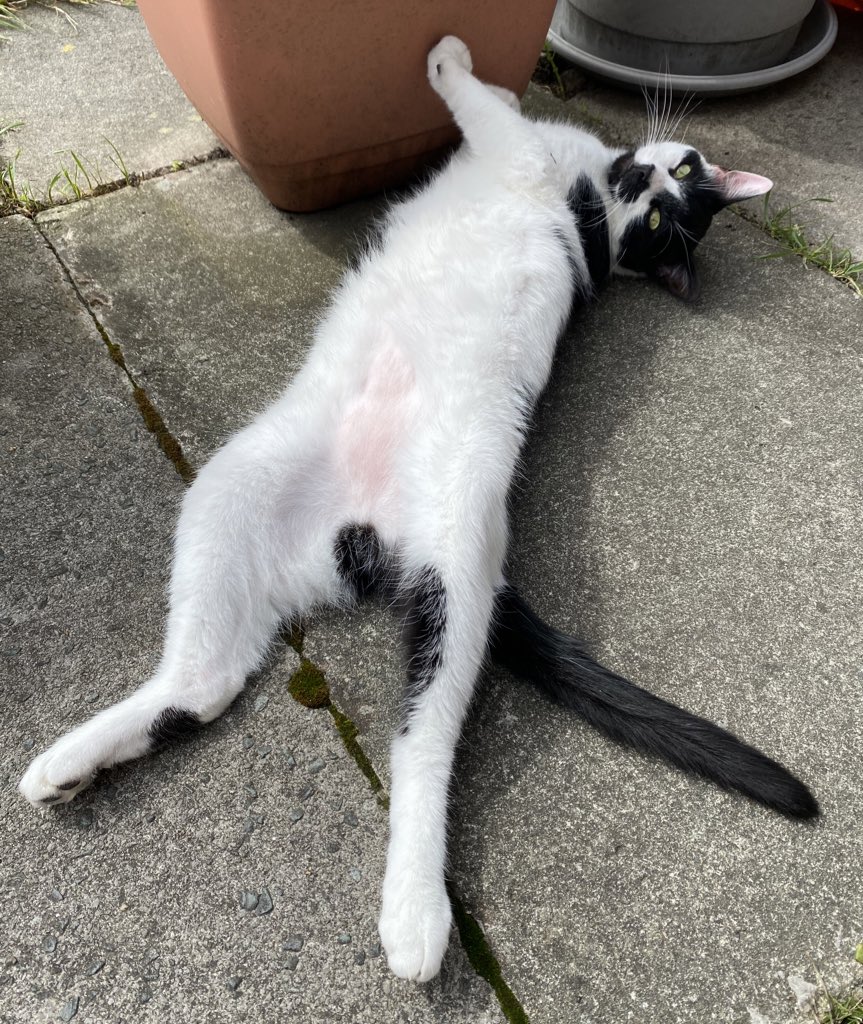 meowitsjoey's tweet photo. Position of the day 😹🥵

#TooHot #Manspreading #FlakedOut #BaldyBelly https://t.co/Zckhr2Q5kC