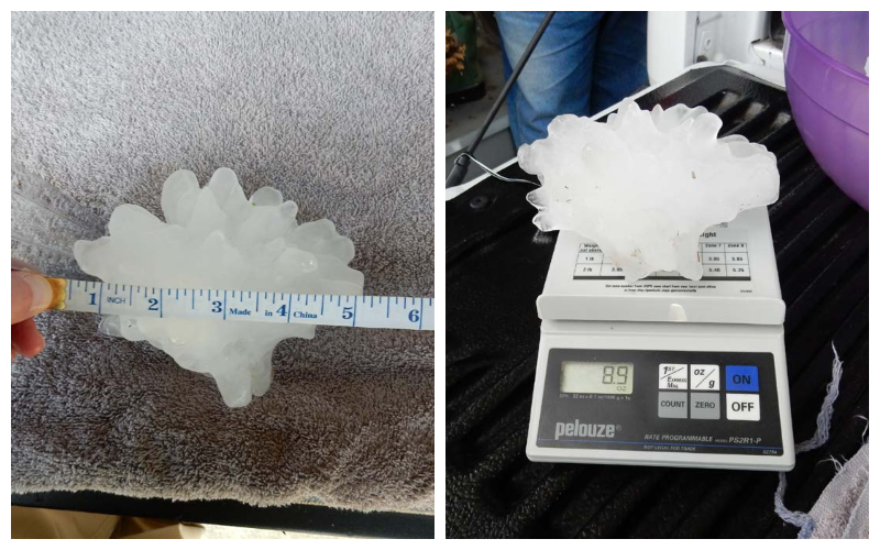 First on the scene at Craig Mann’s house in Walter, AL, were officials from  @NWSHuntsville, who used a tape measure and a scale to record its size.  @NWS 2/6