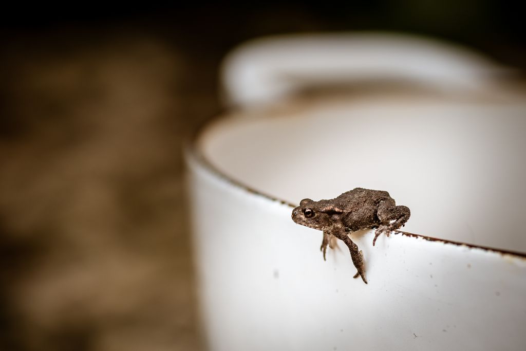 shortwork's tweet photo. after the weekend storms, we've had dozens of these little guys hopping around the garden.
.
.
.
#macrophotography #shallowDOP #frogs #frogsoftwitter #frogmemes #froglove #toadsoftwitter #toadmemes #toad #toads https://t.co/nuQ1FsloG6