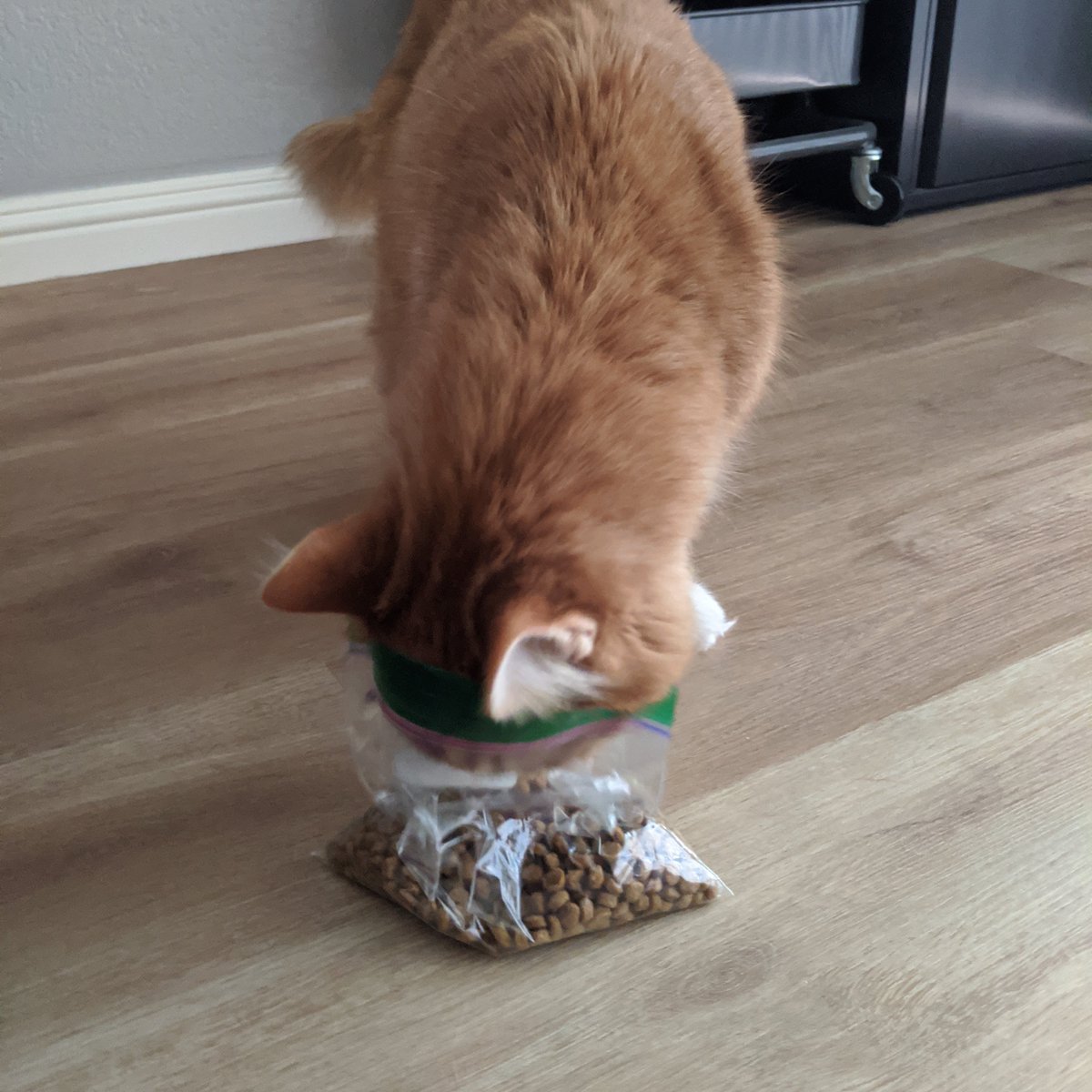 Cat updatelet: Hey, Moses, calm down! You'll get fed soon enough! Don't give yourself whisker fatigue, you impatient creature, you.I don't think I've truly seen him this interested in food in recent history.