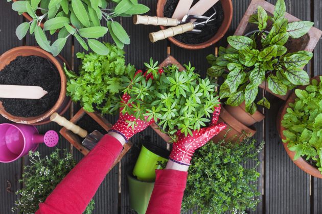 Why you should have your own herb garden ow.ly/FnUi102jBwN