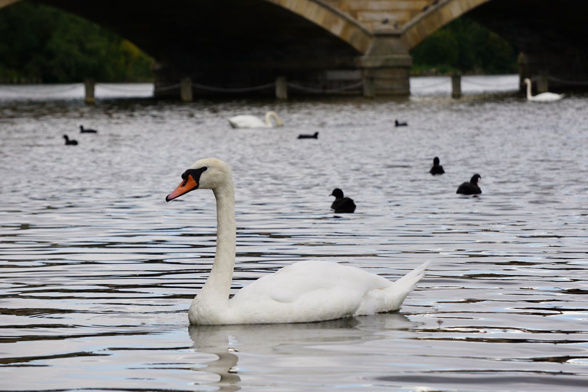 a stunning essay by <a href="/Jenna_sylvester/">Jenna Sylvester</a> in this week's newsletter! also, swans! 

please like and subscribe tartmagazine.substack.com/p/-eyes-on-acc…