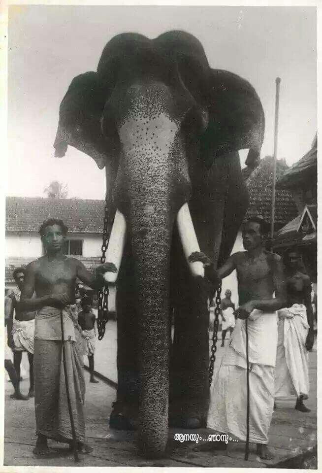 All this transformed him into an ideal Deity elephant.He would bend his front legs only before those who held the Lord’s thidambu (Deity) to enable them to climb on him. Others who held the umbrella, alavattam etc. had to climb by his behind legs.