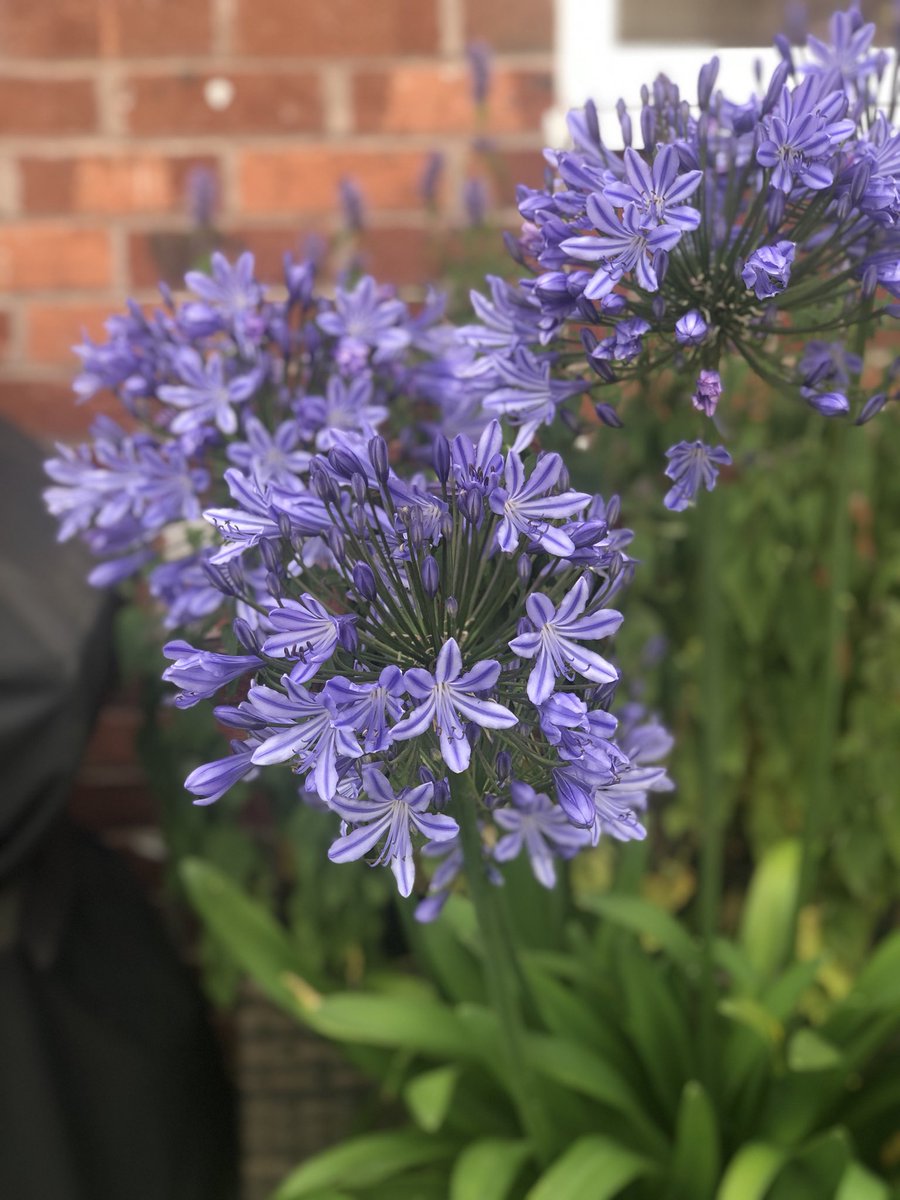 Ruth_HeggieNHS's tweet photo. Happy to have kept the Agapanthus alive for another year! #gratitude #thelittlethings #sunnydaysoff #wellneededrest https://t.co/s4bLRFM8rJ