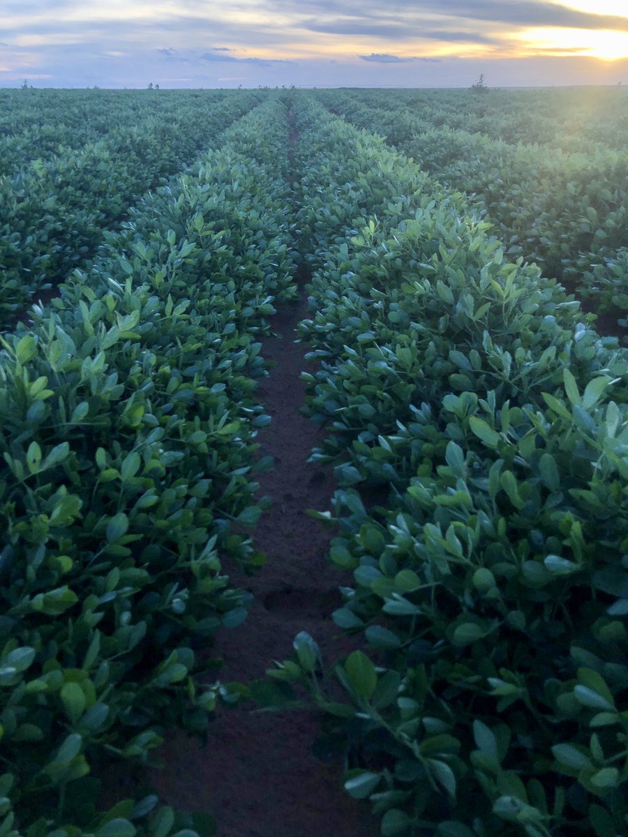A beautiful field of peanuts on the high plains of West Texas, in Gaines County, Peter Froese. The sunset is a bonus.