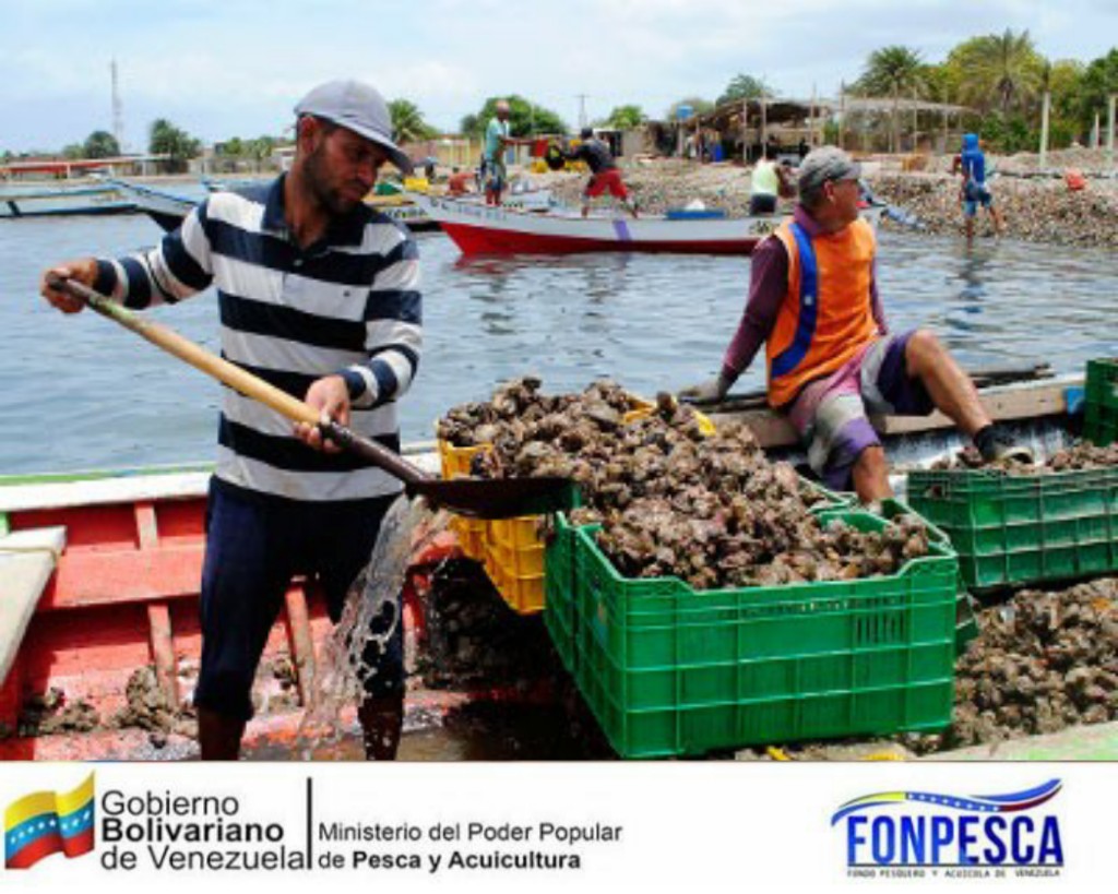 fonpesca's tweet photo. #Notipesca: ¡Atención #PuebloPescadorYAcuicultor!
A través de la información de @Insopesca,
#Hoy se levanta la #veda de la #Pepitona Arca Zebra, en el norte de la #PenínsulaDeAraya, la #IslaDeCoche y #Cubagua - resolución #MPPPA n°013 publicada Gaceta Oficial NRO 38.372 (2006) https://t.co/4eSwotPFie
