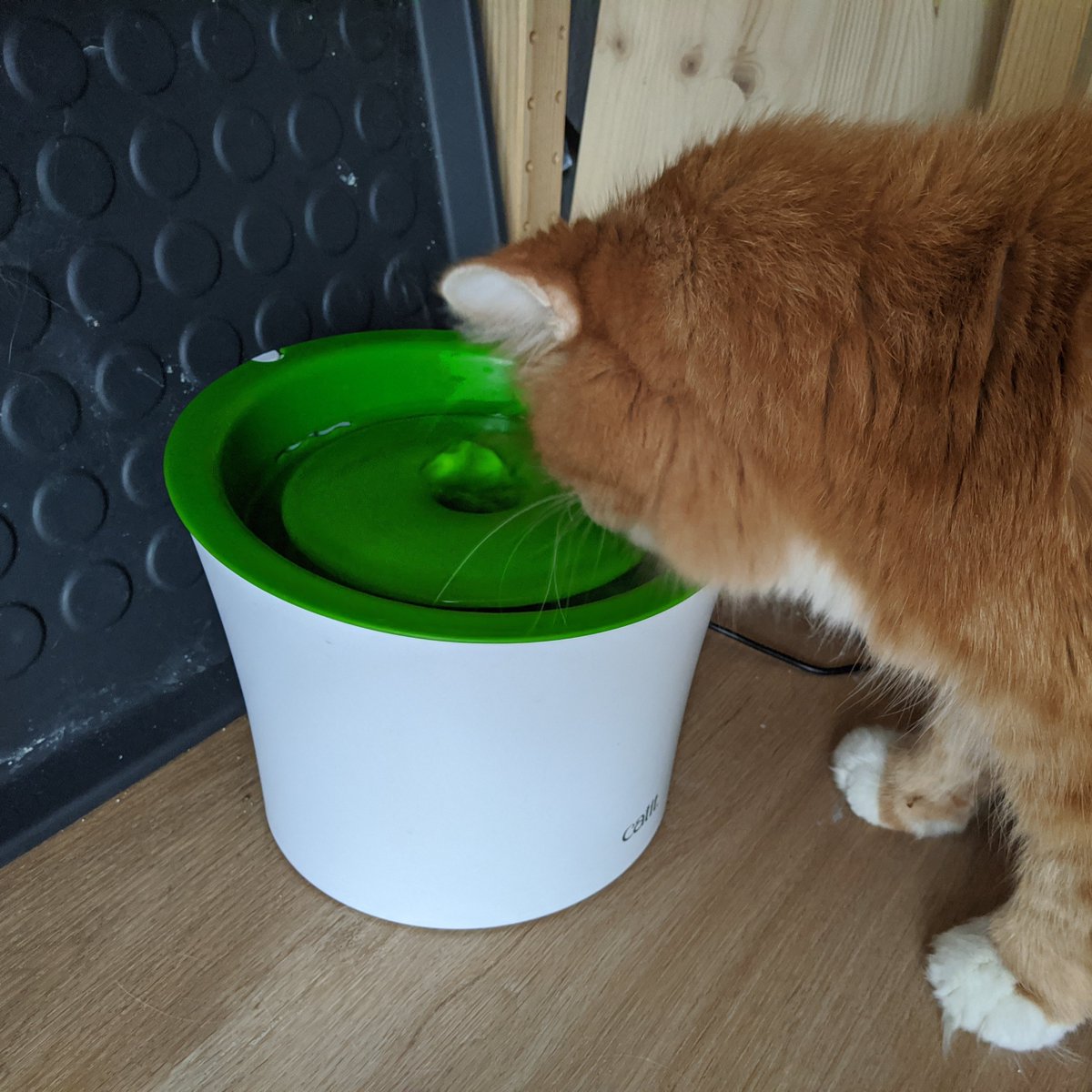 I put down 1/3 cup of the baggie I'd labeled #9, and we immediately went to chow town.Current catus is "mouth dry, brb drimking" though.(This cat is notoriously hard to photograph well. He's remarkably camera shy!)