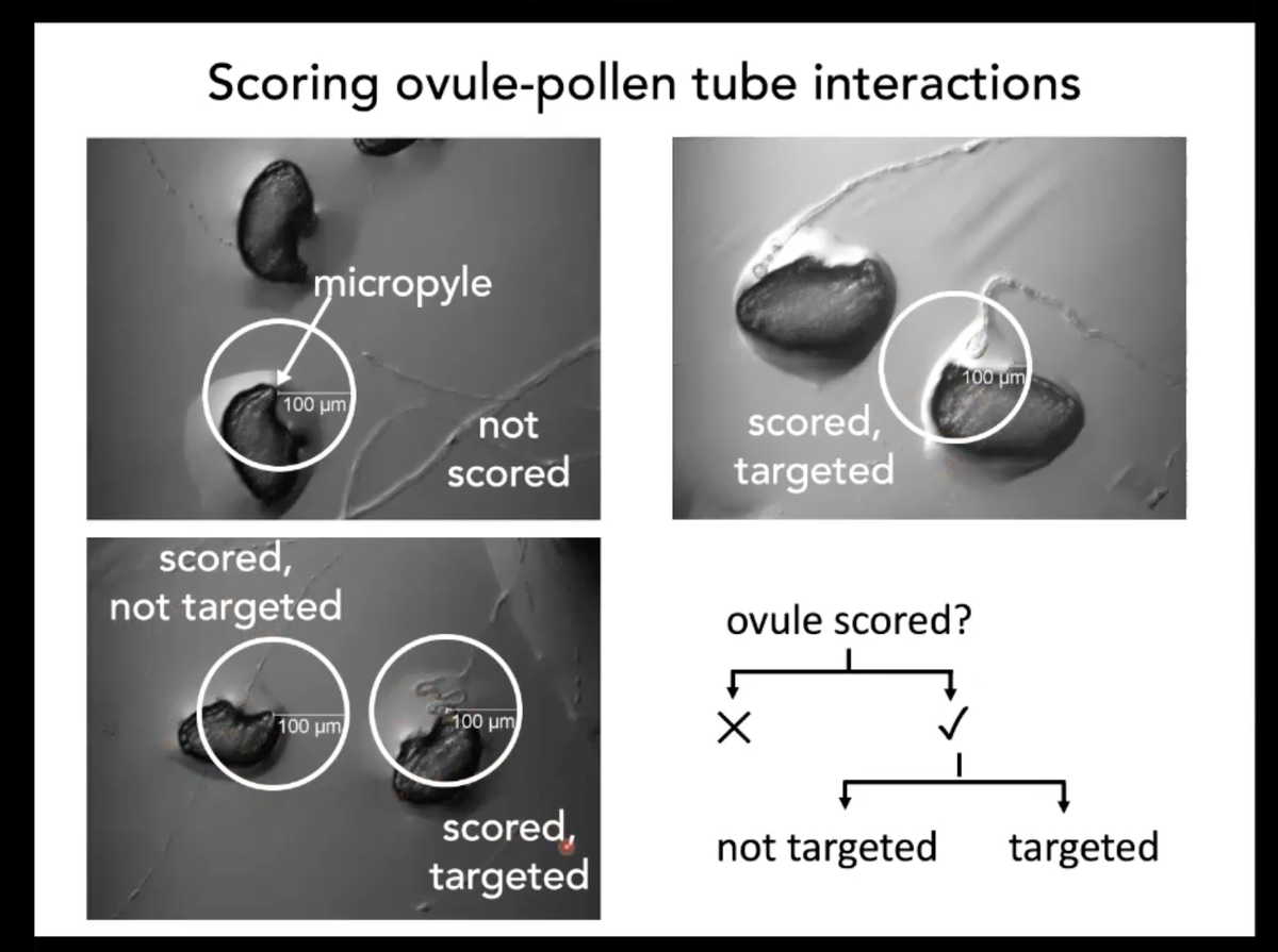 Dr. Stacey D. Smith (@iochromaland) on Twitter photo So this was not a surprise to the reproductive biologists, but it sure was to me. You can cut styles, let the pollen tubes wander out & watch them meet up with ovules. 🤯 Live action mate choice. Elegant work by <a href="/FriedmanJannice/">Jannice Friedman</a> #Botany2020 So this was not a surprise to the reproductive biologists, but it sure was to me. You can cut styles, let the pollen tubes wander out & watch them meet up with ovules. 🤯 Live action mate choice. Elegant work by <a href="/FriedmanJannice/">Jannice Friedman</a> #Botany2020