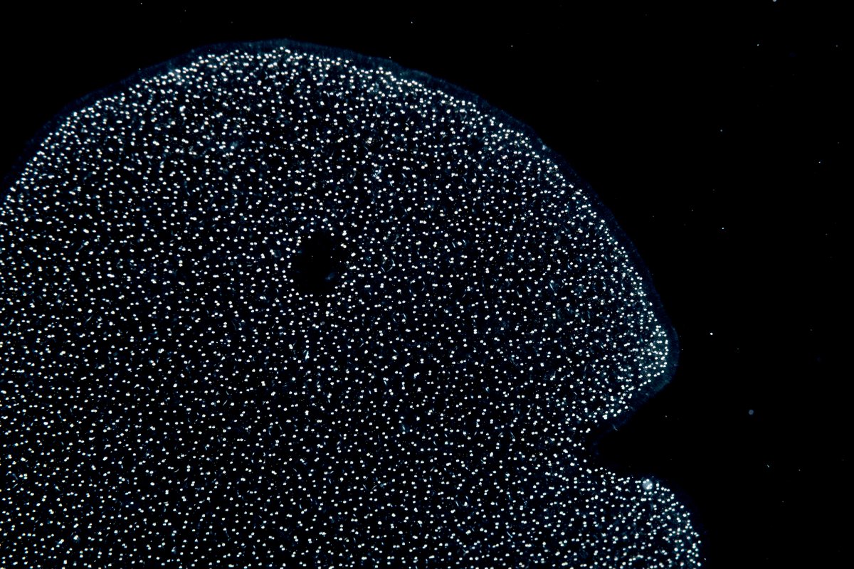 ShaneGrossPhoto's tweet photo. Just another radiolaria (probably?) with bits eaten from it that makes it resemble a pac-man character in the middle of the Sargasso Sea. Shot on assignment for @greenpeaceusa
#blackwater #radiolaria #radiolarian #plankton #ocean #oceanatnight #sargassosea #gottoloooovetheocean https://t.co/G6zHXizPzX