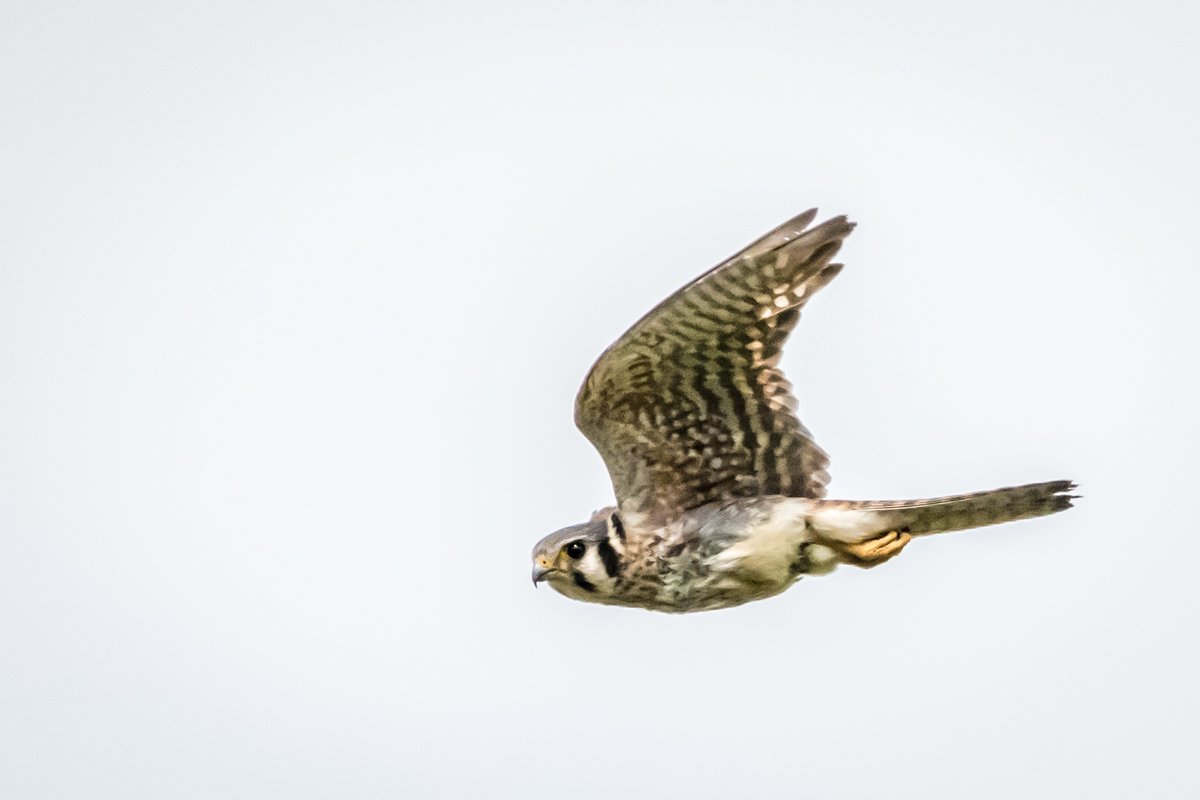 Beaver Creek Reserve tweet media