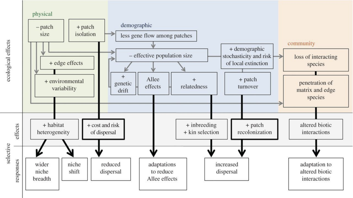 I am increasingly preoccupied with rapid evolution in fragmented landscapes. Does it happen...for sure...but the outcomes can depend on many interacting eco-evo processes as explained in this paper by Cheptou  @AnnaLHargreaves  @BonteDries Jacquemyn https://royalsocietypublishing.org/doi/10.1098/rstb.2016.0037#.XyLhe9EX0dM.twitter