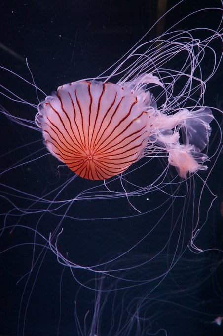 クラゲのtwitterイラスト検索結果