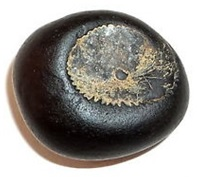 Descriptions of the Madhusudana Shaligram tend to vary in some details, but overall the consensus is that these Shaligrams either appear as a single, smooth, śila with the markings of a conch shell and a lotus or in the shape of an astra;