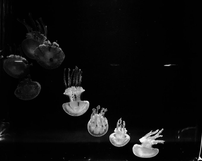 クラゲのtwitterイラスト検索結果