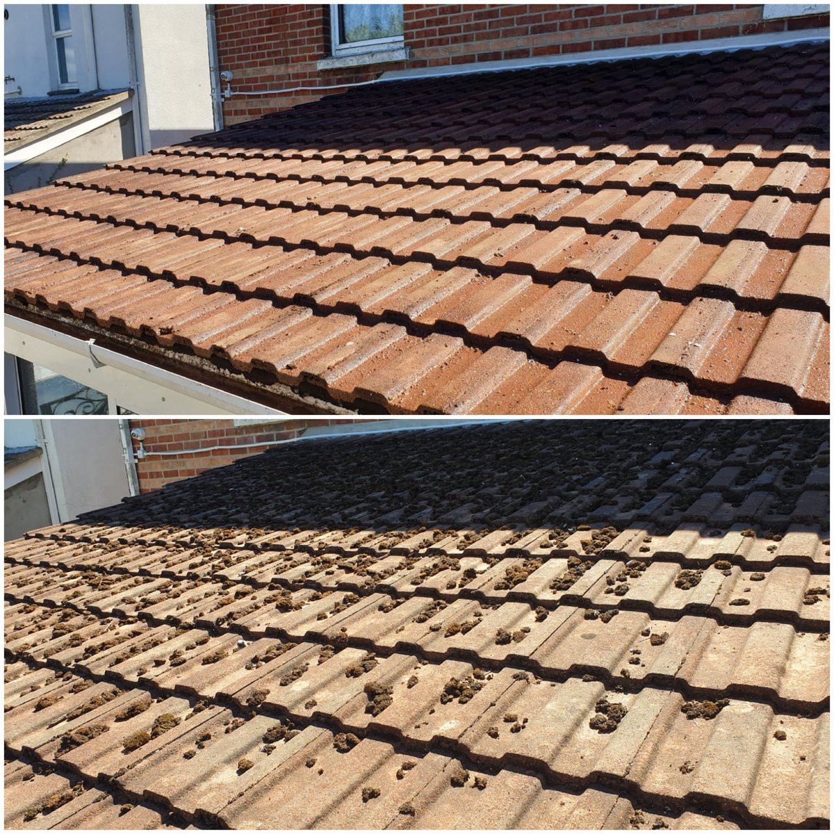 Captainpolewash's tweet photo. Lovely little roof clean today!

01202 995440

https://t.co/WUpUhwuPZJ
info@captainpolewash.co.uk

#Softwash
#SoftWashSystemsuk
#captainpolewash https://t.co/h9aiVURBvs