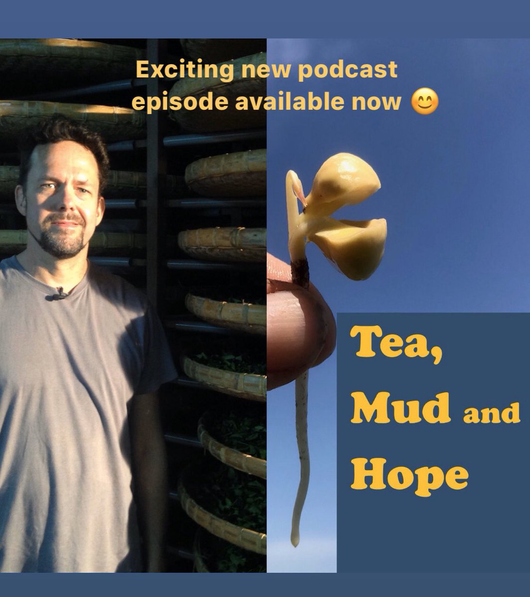 windyhollowscot's tweet photo. Something for the Taiwanese tea fan 😊 new #tea #podcast episode available with the wonderful Andy Kincard about his tea life in Taiwan 🌿#tea #tealife #teapodcast #teaenjoyment #oolongs #Taiwan https://t.co/fkEfmqoF5b