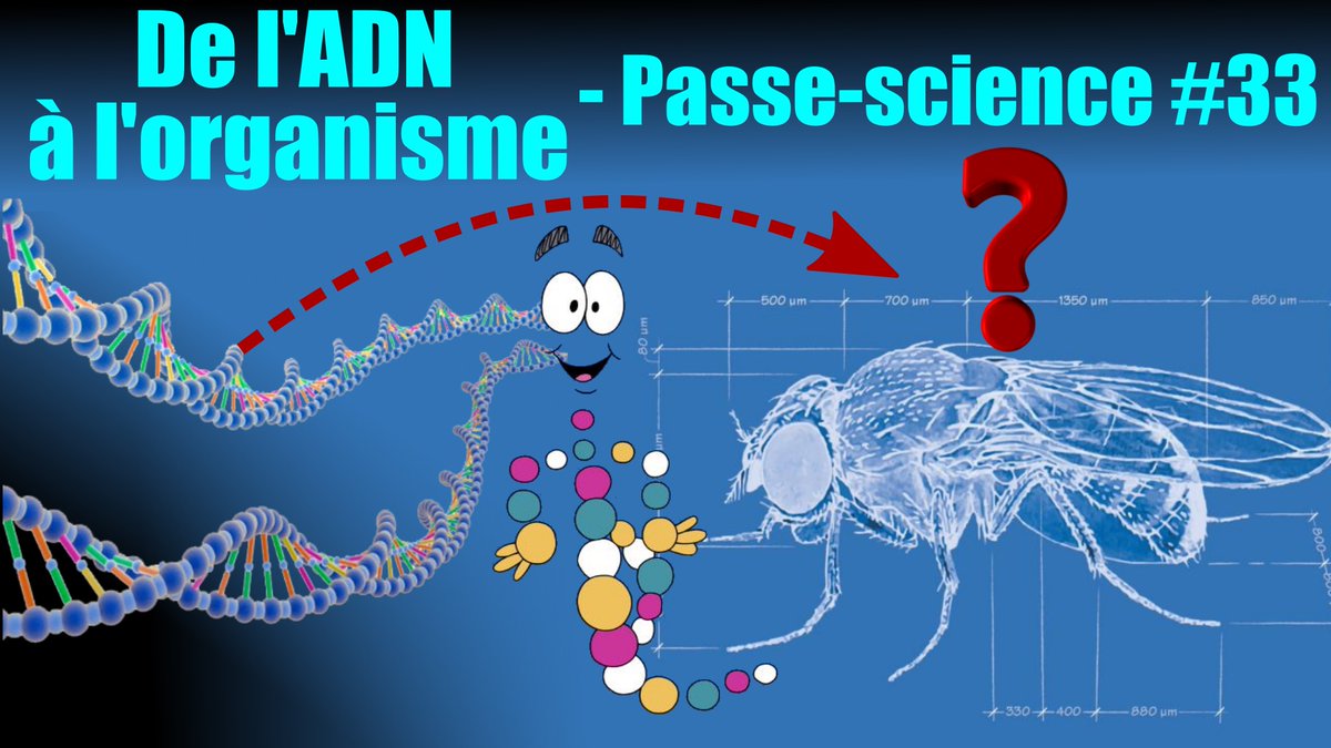 ThomasCabaret84's tweet image. Nouvelle vidéo! Ou et sous quelle forme se trouve, dans l'ADN, le plan du corps des organismes? youtube.com/watch?v=StMTcV…
Le partage est essentiel pour soutenir la chaîne!