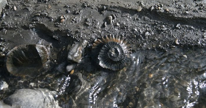 ...and to improve on good karmas. For this reason, these Shaligrams tend to be highly sought after by householders looking to transition into ascetics or sannyasis or by those who wish to improve their religious practices overall.