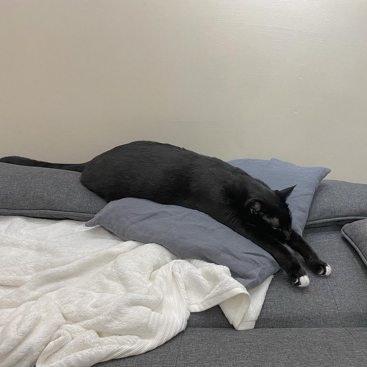 Jalychen's tweet photo. 「玩到壞掉的貓 」

#他叫慕夏 #慕夏 #muchacat #cat #pet #blackcat #猫子 #nekoko https://t.co/1jYPtnposT