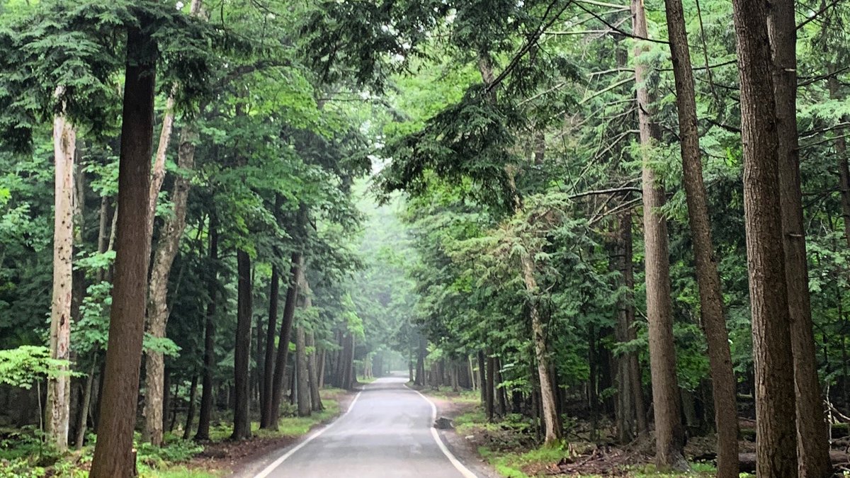 tunneloftrees's tweet image. The road least travelled, the road most loved. #TunnelOfTrees #M119