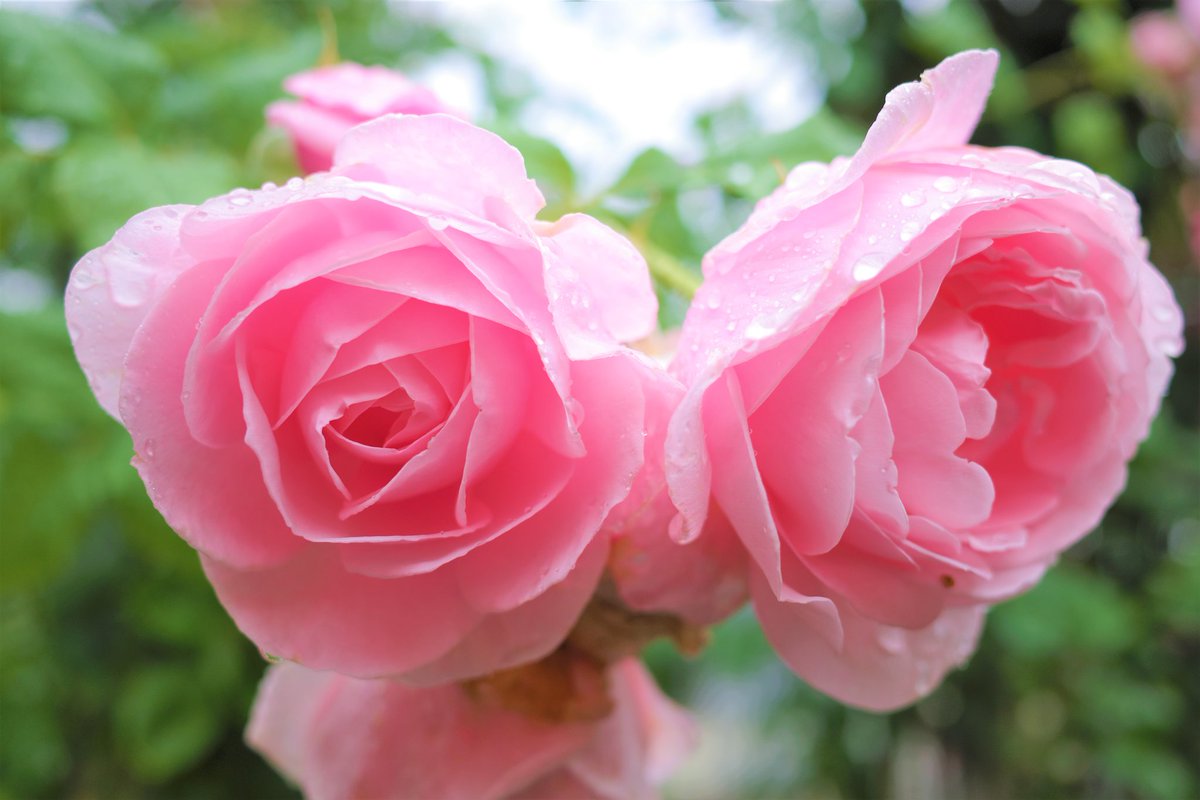 Florist Shin ピンクバラ バラの花も種類がたくさんありますね 花屋 花巻温泉 花 Flowers フラワーアレンジメント 花のある暮らし Flower 花壇 Rose 花の写真 花の写真館 はなまっぷ 薔薇 バラ Roses Rose Japan Art ガーデニング