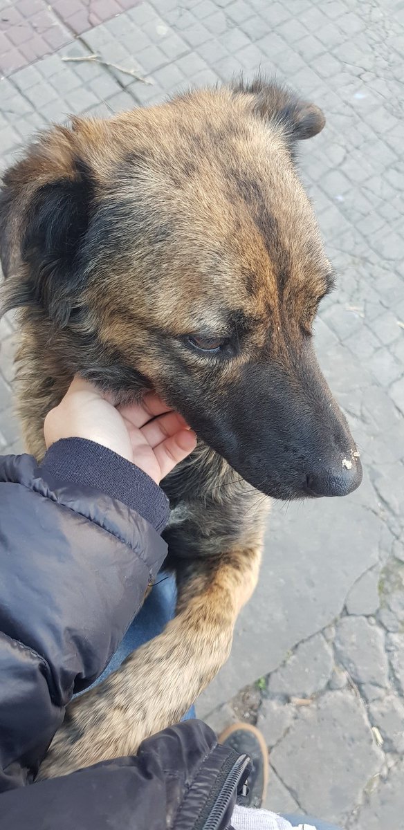 Juuliiare's tweet photo. Está perdido y muy asustado en Condarco y Mitre 😰 No para de cruzar la avenida, necesita una casa urgente, es hermoso y super cariñoso🙏🙏 https://t.co/X2eT1C0zAT