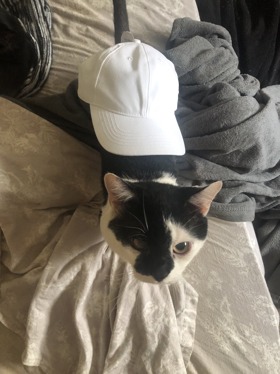 zerocomicbooks's tweet photo. Gus is cosplaying a snail today https://t.co/hAy6ZL1uT5
