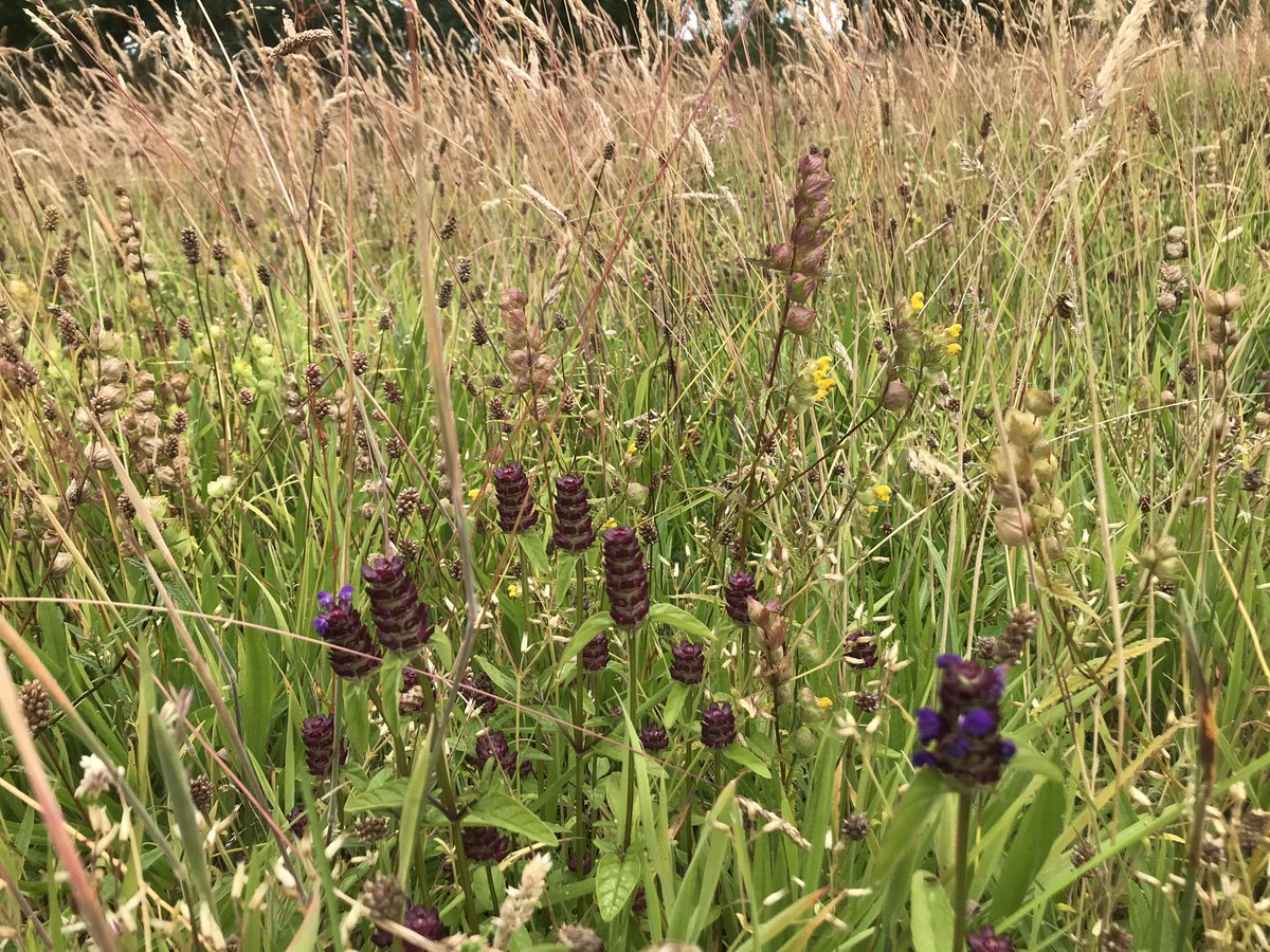 GrampianGraziers tweet media