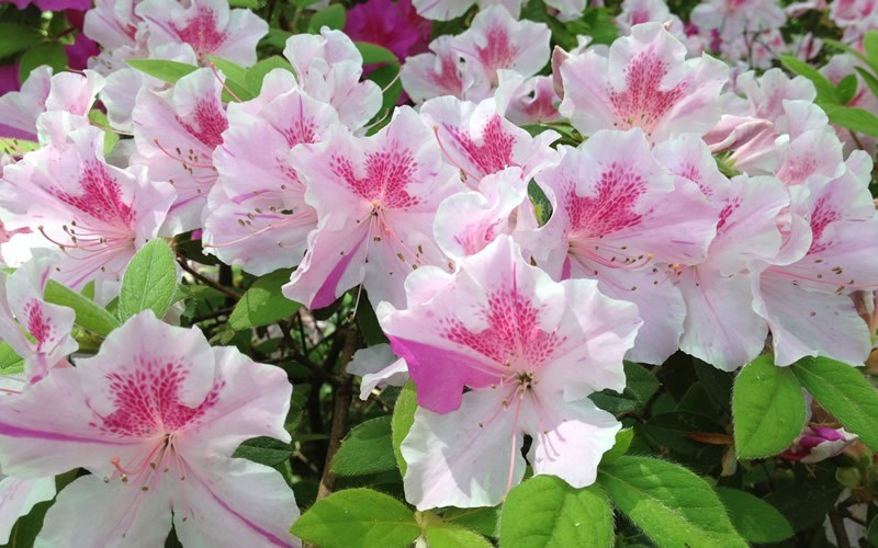 GardenerDirect's tweet photo. Twist and shout with the Autumn Twist Encore Azalea - Fast and moderate growing shrub that produces spectacular purple and white flowers in spring, summer and fall! Shop it at https://t.co/MTjSa2MfnB #GardenerDirect #plants #landscape #shrubs #gardening https://t.co/BgMkEBvvBo