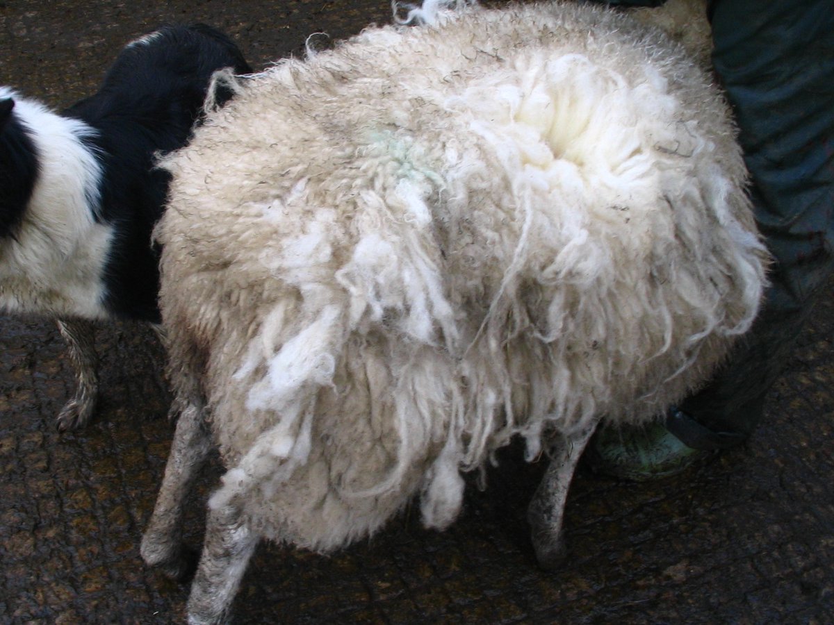 Sheep scab is a terrible thing!
If you farm sheep in Peeblesshire, North Wales, Devon, Northumberland, Leicestershire or Herefordshire 
&amp; you are prepared to talk about sheep scab 
PLEASE get in touch by DM  
Otherwise please RT
Thanks! #scops #teamsheep