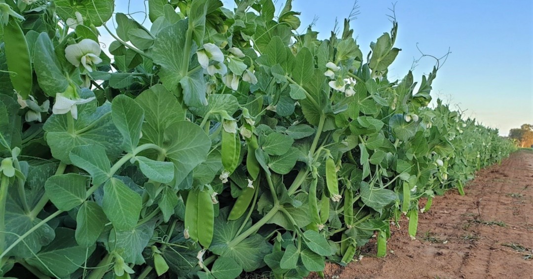 carterspencerhq's tweet photo. We plant our snow peas based on good weather conditions and moon phases. Once planted, it takes approximately 90 days before we can harvest. #snowpeas #sugarsnaps #bundaberg #carterandspencer #freshproduce #vegetables #greens #qldfarms https://t.co/kW9vUQ9NL3