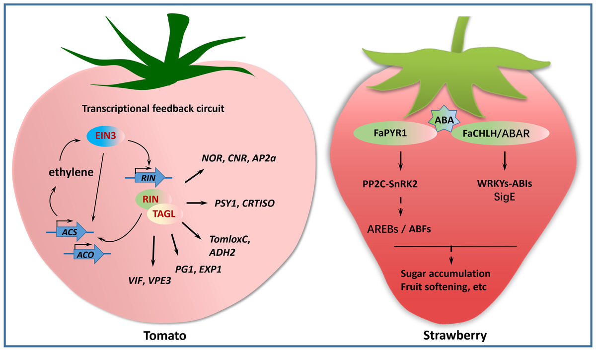 NewPhyt's tweet photo. Read some of the recent accepted articles from New Phytologist 👇

🍃 Blonder et al. #venation @benjaminblonder https://t.co/Fu4ck8CU2i

🍎 Hu et al. #auxin #apple https://t.co/QyuObavPzf

🍓 Chen et al. #Review #FruitRipening https://t.co/DJG7F7Etvo https://t.co/xVks0I9B4q