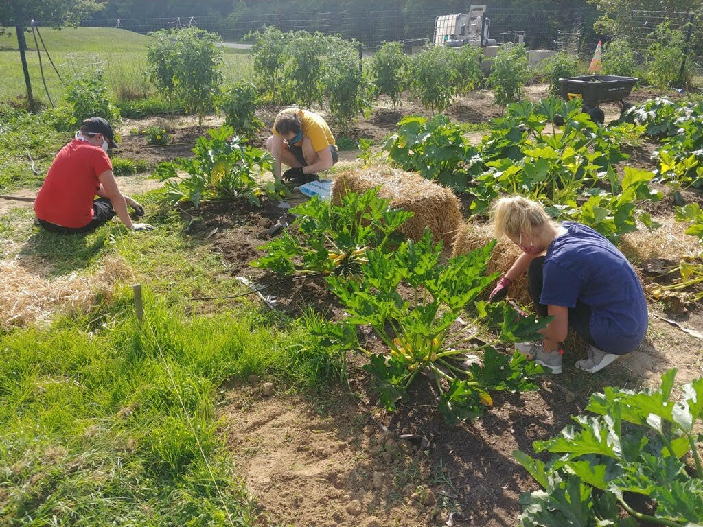tcs_na's tweet photo. This summer, our Cincinnati, OH interns are virtually upgrading the Grow+ Smart Garden at our facility in Milford, OH. They are creating a live-streaming platform using tech like: Web-RTC, Javascript, React & Node, in tandem w/Raspberry Pi's. Happy Intern Day! #ExperienceTCS https://t.co/k7Z8l9Sn0v