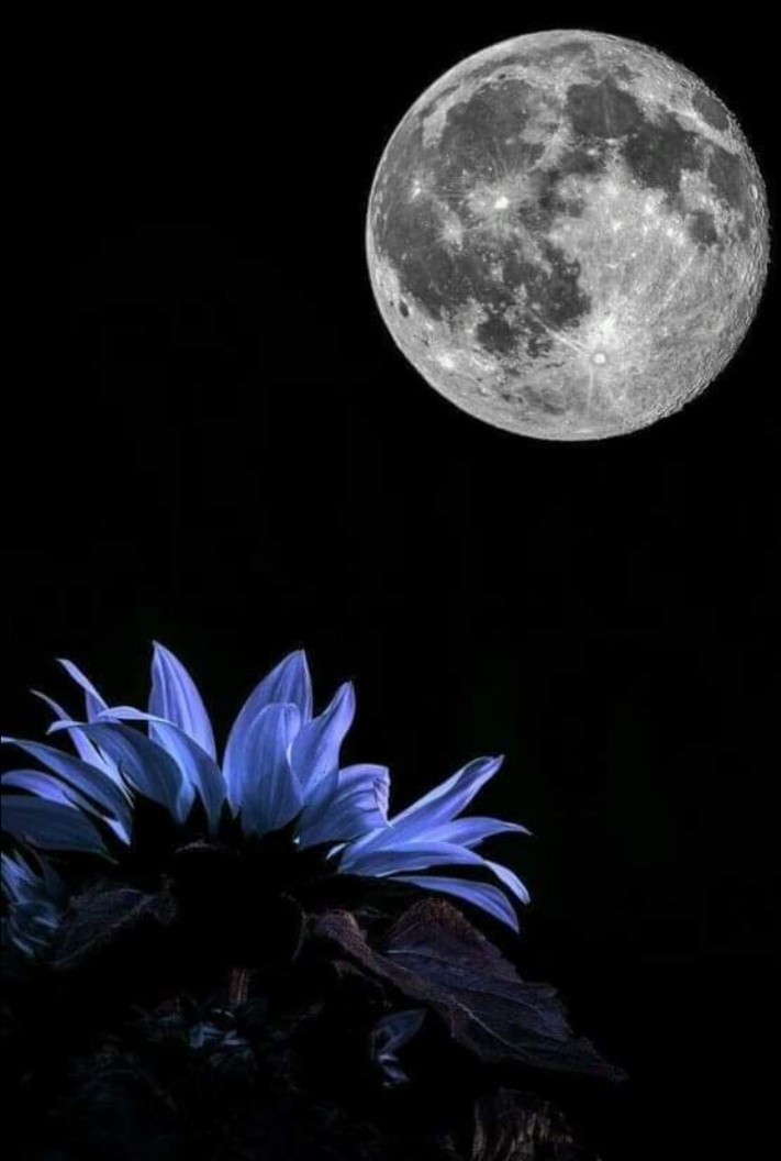 Neel1Neel's tweet photo. IN BETWEEN
AN EVASION FROM DRAB
A CRINGE BLAZE CRAWLS
FROM
MELODIC HEART EMBRACES
IN
BLUE FRAGRANCE
OF
ELEUTHEROMANIA MOON,
ON THE SKY OF DEEP OCEAN
WITH
GOLDEN MELTED GLEAM.
#CHANGE_ERA
#WRITERPOST
#PROSE
#DARK_DELICACY
#GOLDEN_GLEAM
#MICROPOETRY
#SHE. https://t.co/Sky3bDiPz3