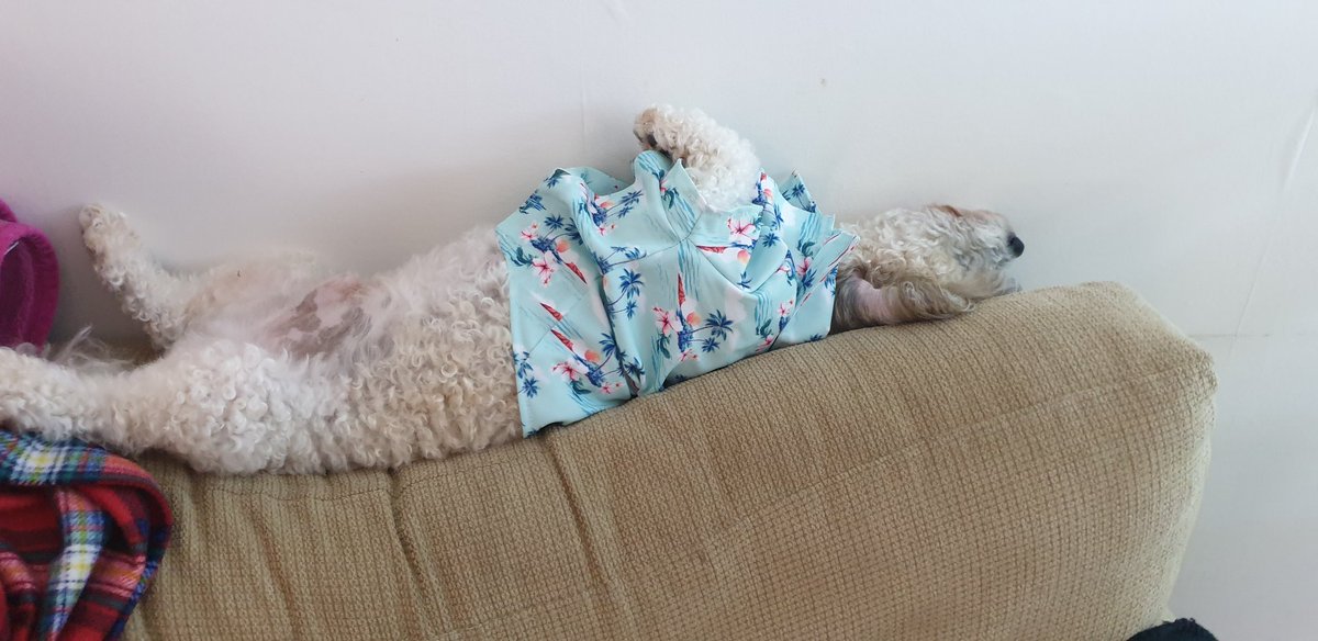 tanyareid107's tweet photo. Whilst everyone else sunbathes in glorious sunshine. My boy has to practice his for tomorrow's 1 day of sunshine in Scotland. All dressed in his summer shirt ready. Yes its official, summer starts Friday and ends Saturday so enjoy. #tapsoff #heatwave #Blaze https://t.co/DfYVa5B7Wm