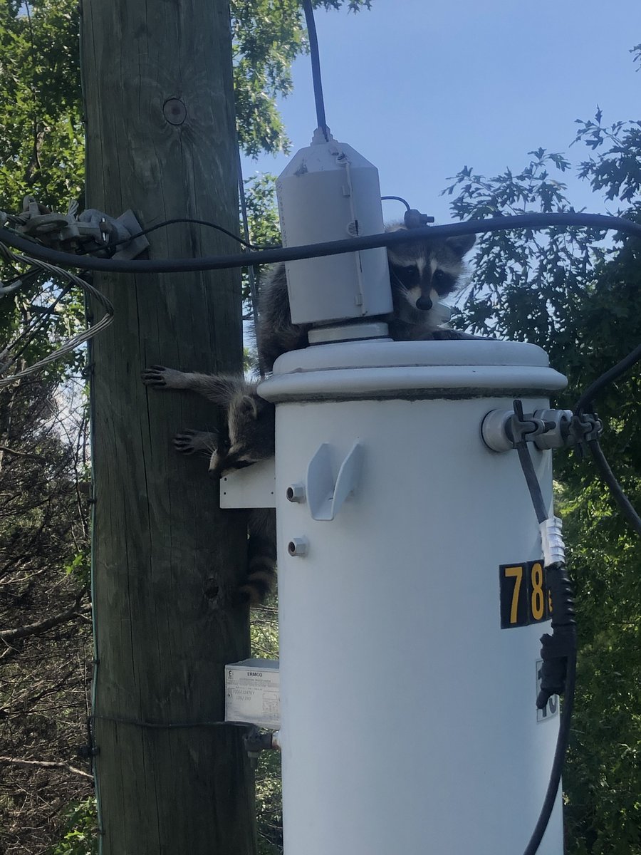 AthensAUB's tweet photo. Our lineman never know what they might find when trying to determine an outage. These little rascals caused a loss of power last night but luckily no more harm was done. They were able to make it to safety without injuries.
#yourneighbor #yourutility https://t.co/vptrfmriD9