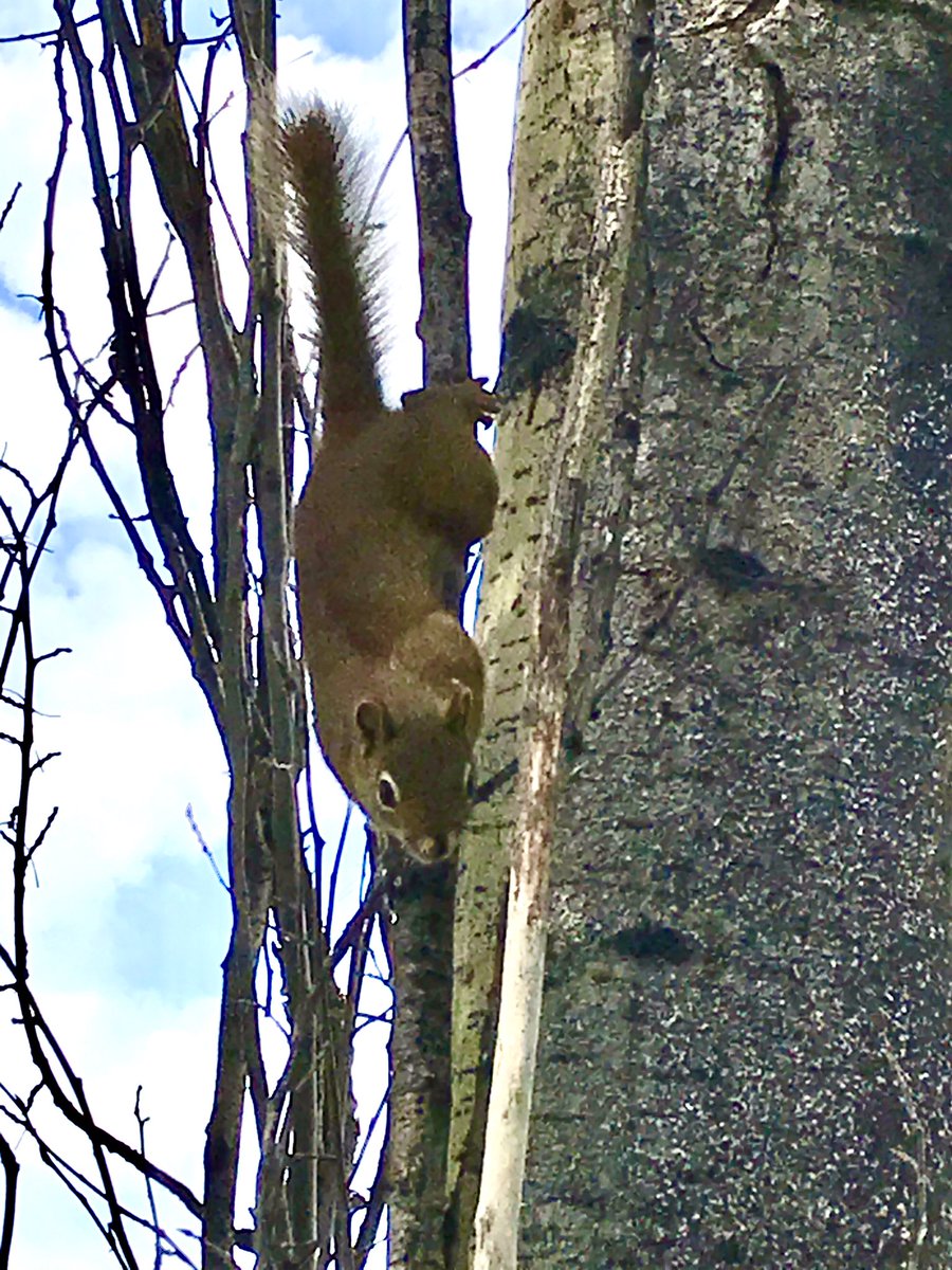 GrantCree's tweet photo. Meet Sam the Squirrel, one of our friendly neighbours! #squirrel https://t.co/OOQ4IGXfZ3