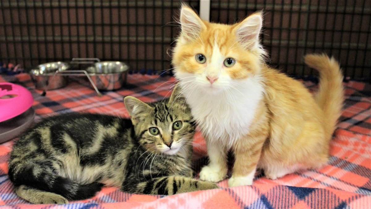CVHumane's tweet photo. Little leopards and lions! Sixx (left) and Slash (right) are available for adoption in the CVHS lobby today! https://t.co/qN5MAyuDua