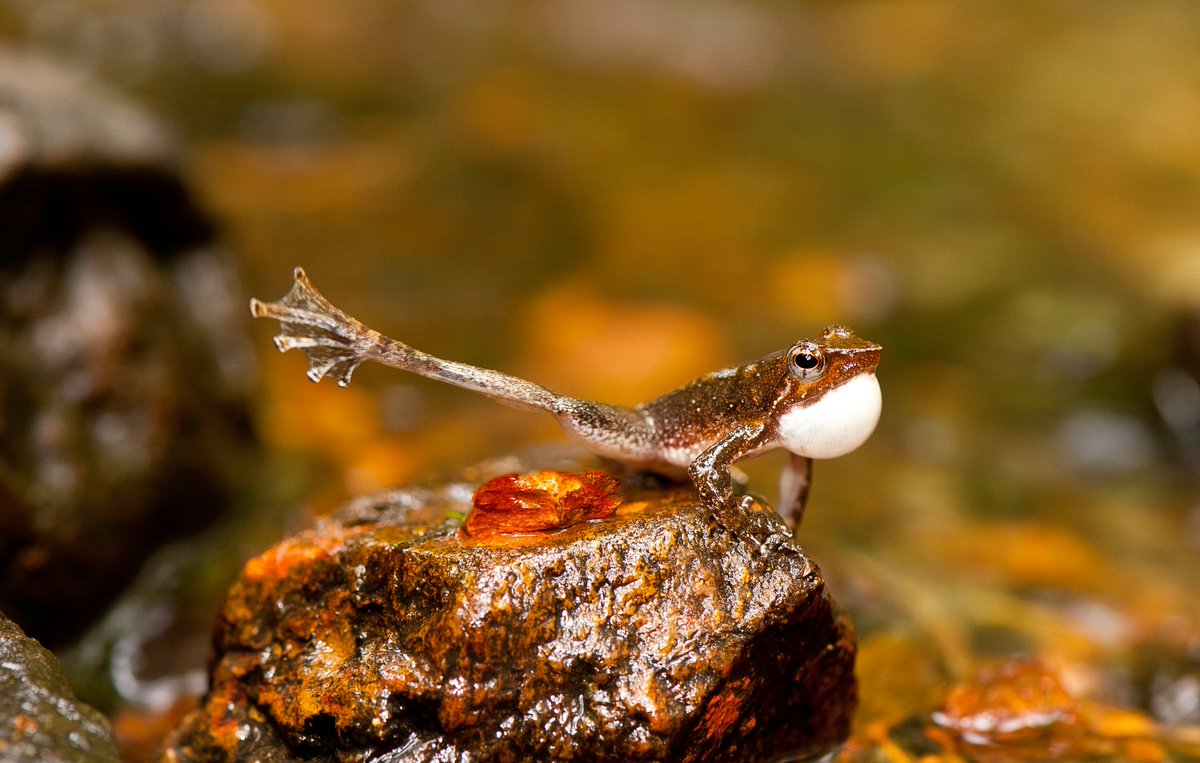 A small frog on a rock. It's facing the right of the frame and is sticking out its right hind leg. It has shiny golden brown skin.