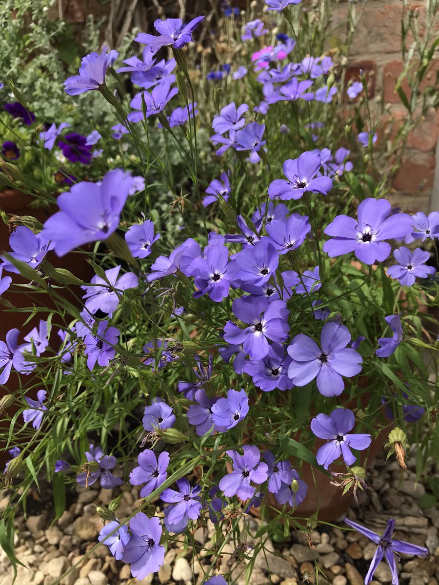 Ione TTLGF tweet media