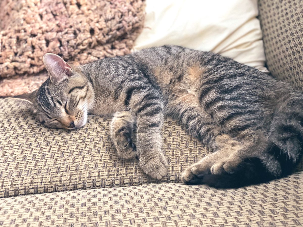 k_goes_running's tweet photo. We are moving in less than two weeks...  but my my husband thought it was a good time to bring this kitty home. (Surprise!) 
But, really how could I say no? https://t.co/txMuwFQNut