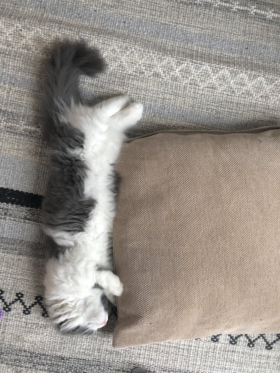 hononekocom's tweet photo. 短いお手手なのでこんな感じです

#猫のばしチャレンジ https://t.co/MSuJOYR8rC