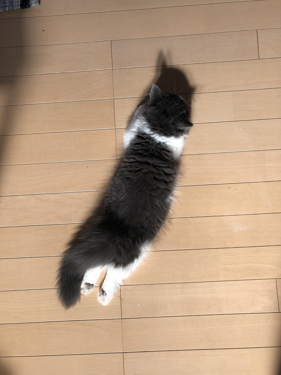 hononekocom's tweet photo. 短いお手手なのでこんな感じです

#猫のばしチャレンジ https://t.co/MSuJOYR8rC