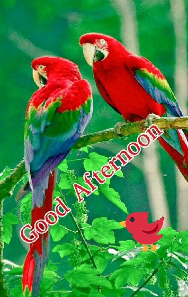 Good Afternoon Twitter Friends. 
🦜🌺