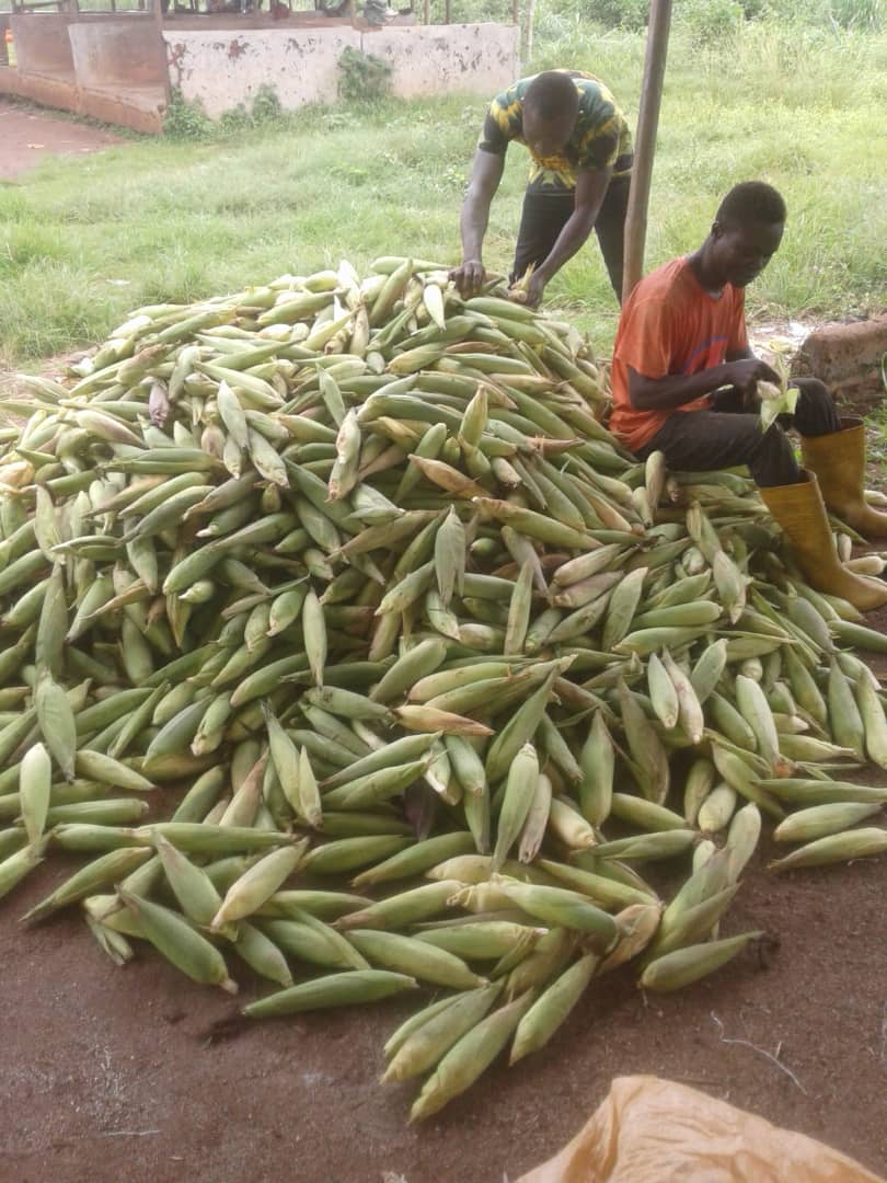 GrowEdoAgri's tweet photo. Despite #COVID19 we are moving forward and things are not looking too bad #maize #foodsecurity @Burkelicous @SallyAxworthy @santamartagroup @DFIDNigeria @CAFODSouthwark #EndHumanTrafficking #agripreneurs #Nigeria #livelihoods @Dr_RJByrne https://t.co/yLURyJ3Yib