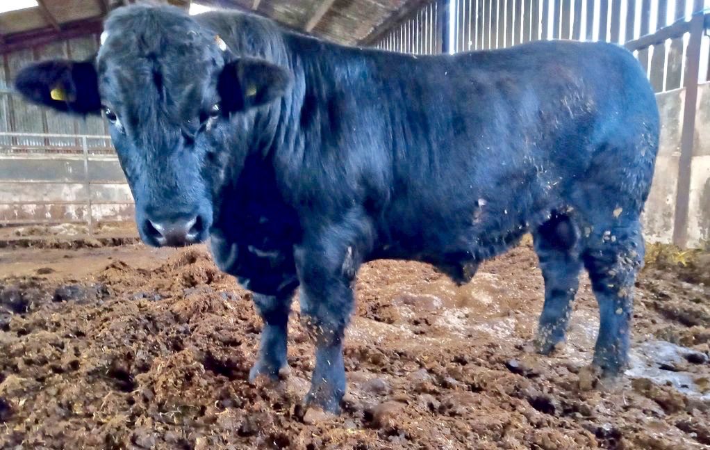 GDCTRYFILWBC's tweet photo. Young @Welsh_Blacks bull for sale/ Tarw ifanc ar werth
20 months old,semen tested.
Sire  Llechwedd Twm 35th
Dam Tryfil Meg 12th VG88
DM for further information 
Please RT Diolch. https://t.co/S4Ir4AQy78