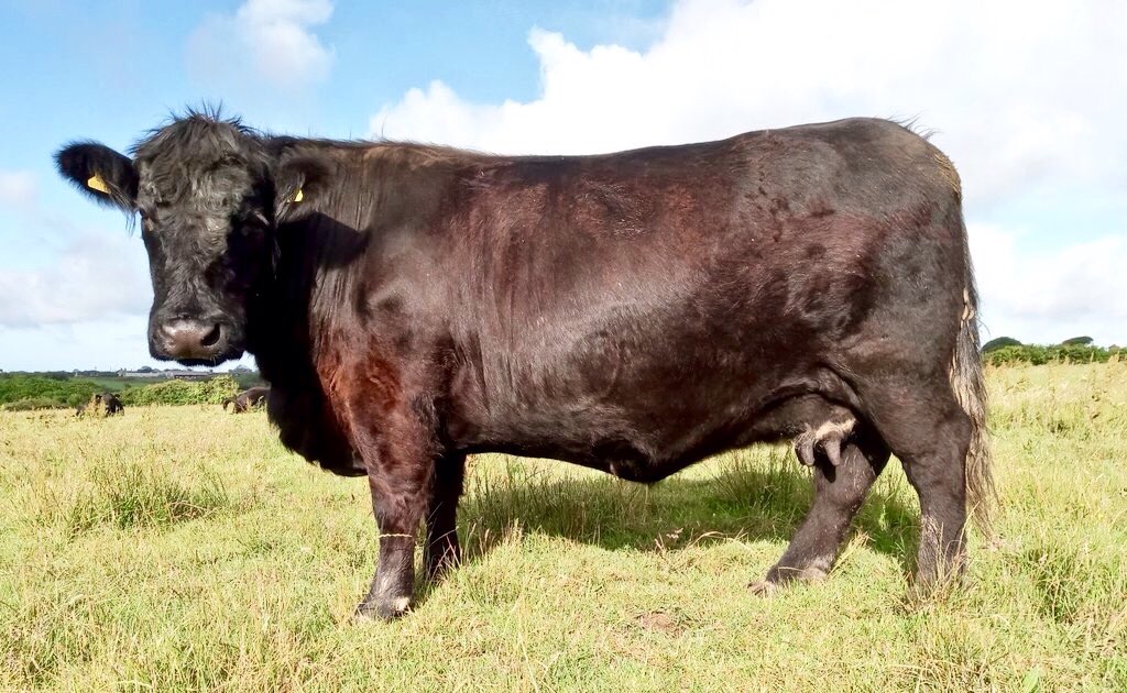 Young <a href="/Welsh_Blacks/">Gwartheg Duon Cymreig | Welsh Black Cattle</a> bull for sale/ Tarw ifanc ar werth
20 months old,semen tested.
Sire  Llechwedd Twm 35th
Dam Tryfil Meg 12th VG88
DM for further information 
Please RT Diolch.