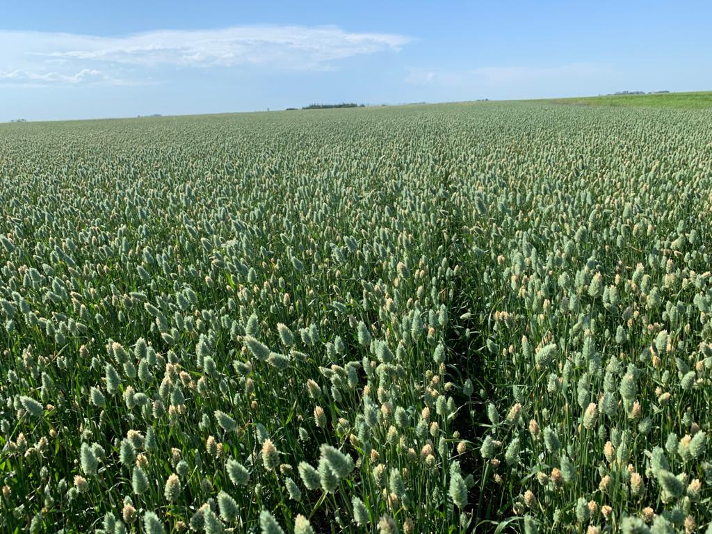 GrainFoxApp's tweet photo. Beautiful #canaryseed crop north of #Weyburn, #Saskatchewan. Standing at about 40 bushels per acre potentially. @HowieMercer says this is the nicest he's seen.  Many are around 30 bpa.

#FLCropTour20 #CropTour20 #FLintheField https://t.co/SVeDOFuniK